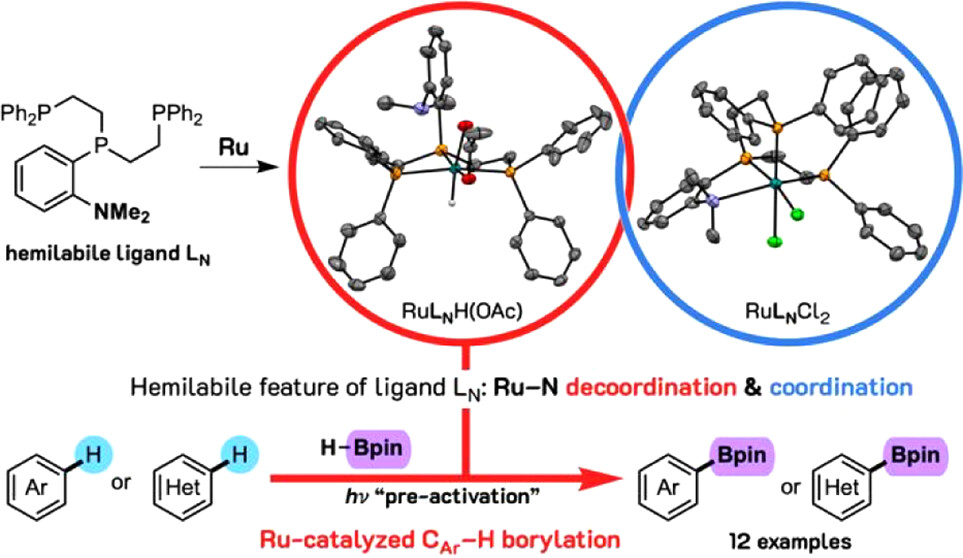 Ruthenium Complexes Bearing a Tetradentate Hemilabile Ligand: Synthesis, Structure, Hemilabile Feature, and Catalytic Application to C–H Borylation of Unactivated Arenes